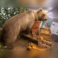 Der Braunbär Bruno steht ausgestopft im Museum. (Archivbild)  (Foto: Peter Kneffel/dpa)