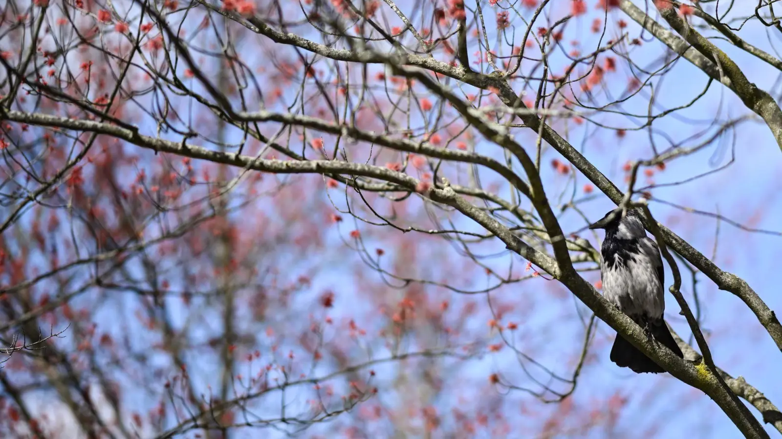 Damit es für die Vogelwelt ein gutes Frühjahr wird, ist es laut dem Experten wichtig, dass es nicht zu trocken wird. (Archivbild) (Foto: Britta Pedersen/dpa)