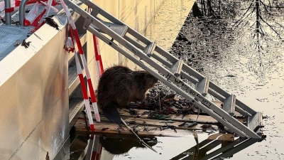 Weil der Biber nicht mehr aus dem halb gefüllten Schwimmbecken herauskam, baute ihm die Feuerwehr eine Rampe.  (Foto: -/Berufsfeuerwehr München/dpa)