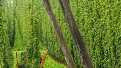 Landwirte ernten auf ihrem Anbaugebiet Hopfen. (Foto: Peter Kneffel/dpa)