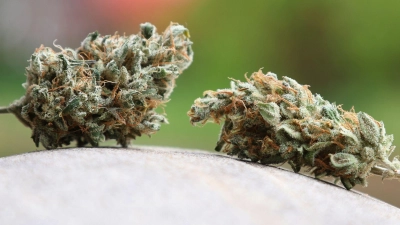 Das Landratsamt Bamberg hat einem oberfränkischen Cannabis-Club untersagt, weiter Hanf anzubauen und an Mitglieder abzugeben. Ein Gericht bestätigte diese Entscheidung. (Symbolbild) (Foto: Karl-Josef Hildenbrand/dpa)