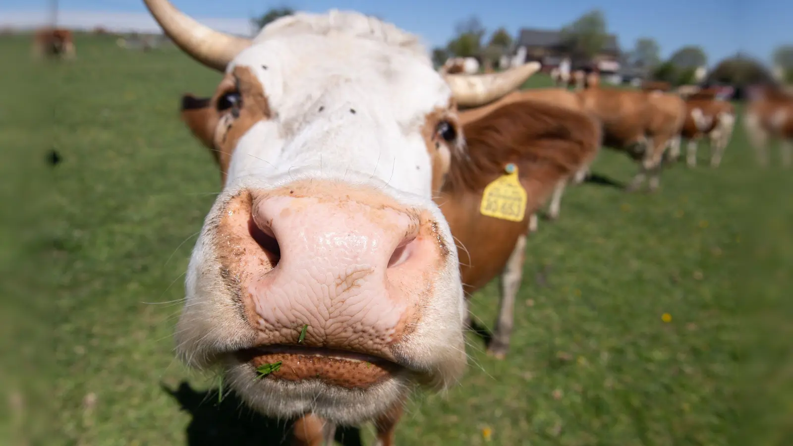 Immer mehr Höfe setzen auf ökologische Tierhaltung. (Foto: Sebastian Kahnert/dpa-Zentralbild/dpa)