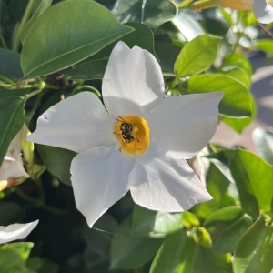 Insekt auf der Blüte - gesehen in Gerhardshofen (Foto: Greet van der Molen)
