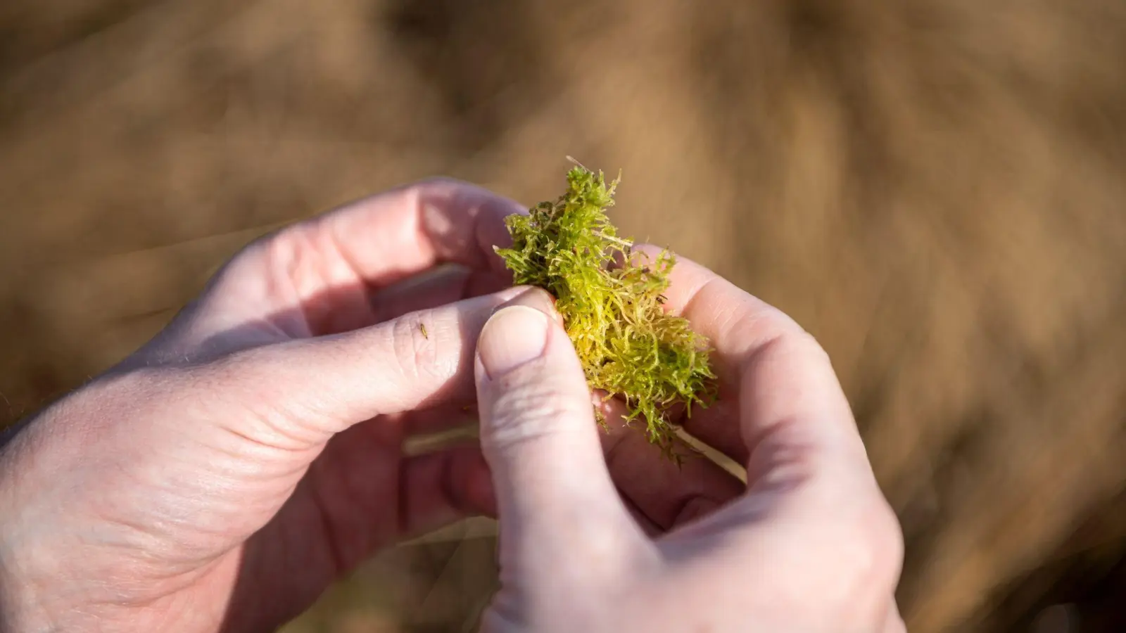 Bauernverbände haben die Sorge, dass Landwirte durch Vorgaben zu sehr eingeschränkt werden könnten. (Foto: Sina Schuldt/dpa)