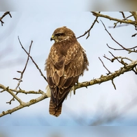 In Niederbayern gibt es viele geschützte Arten, etwa Greifvögel wie dieser Mäusebussard. (Symbolbild) (Foto: Thomas Warnack/dpa)
