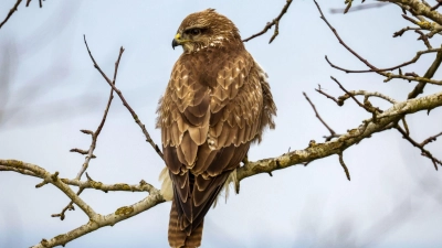 In Niederbayern gibt es viele geschützte Arten, etwa Greifvögel wie dieser Mäusebussard. (Symbolbild) (Foto: Thomas Warnack/dpa)