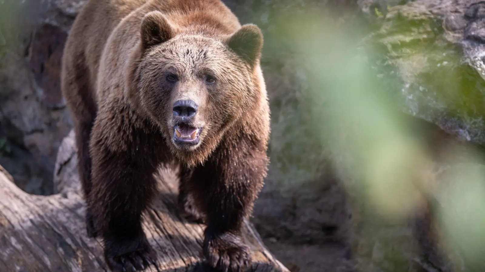 Ein Wanderer hörte ein lautes Röhren und vermutete einen Bären. (Symbolbild) (Foto: Monika Skolimowska/dpa)