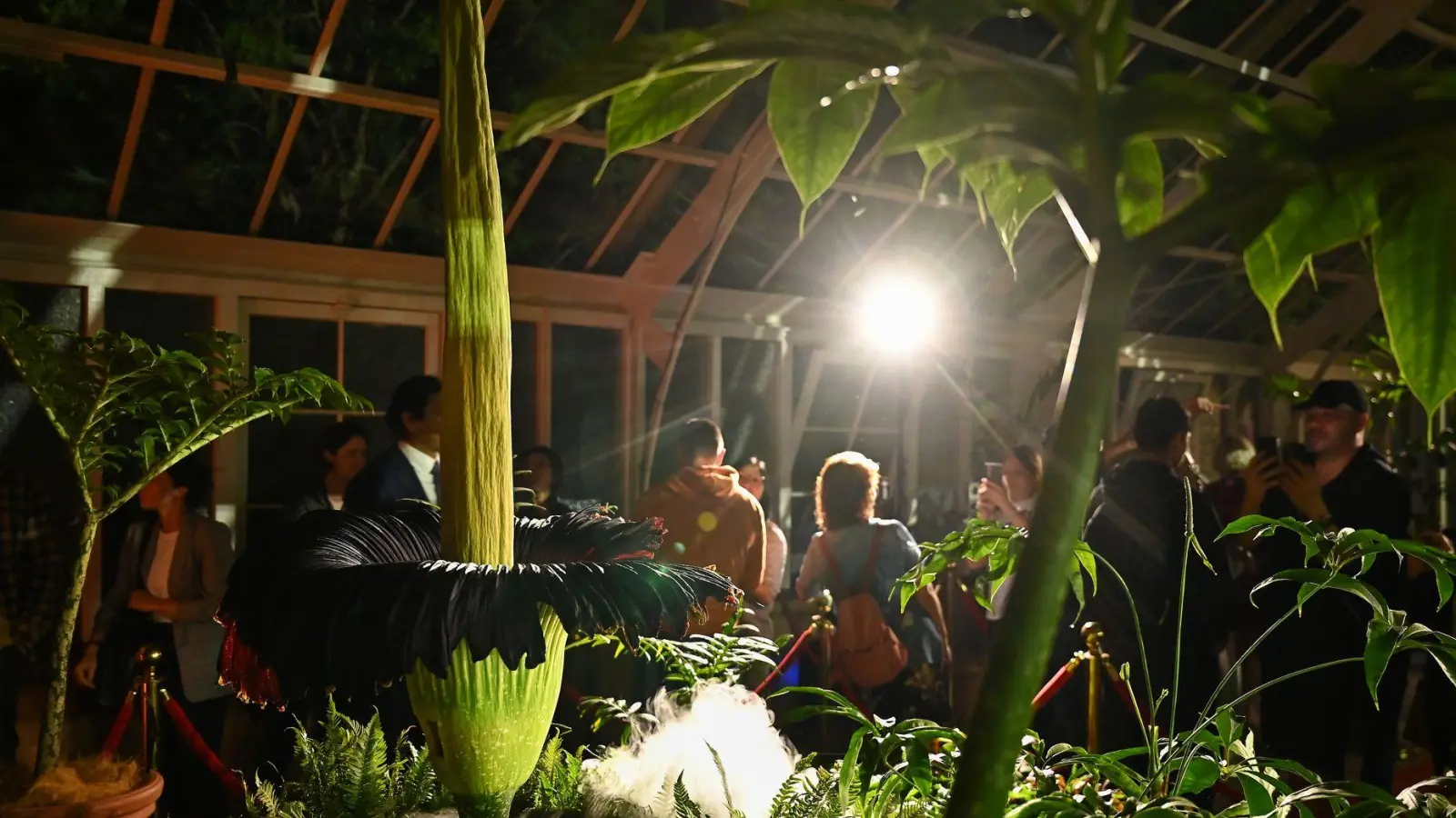 Tausende Menschen strömten in den Botanischen Garten - denn die Blütezeit dauert nicht lange. (Foto: Steven Saphore/AAP/dpa)