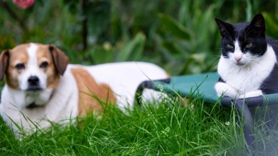 Unterschiedliche Charaktere erschweren das Zusammenleben von Hund und Katze: Nicht jede Konstellation ist geeignet. (Foto: Monika Skolimowska/dpa)