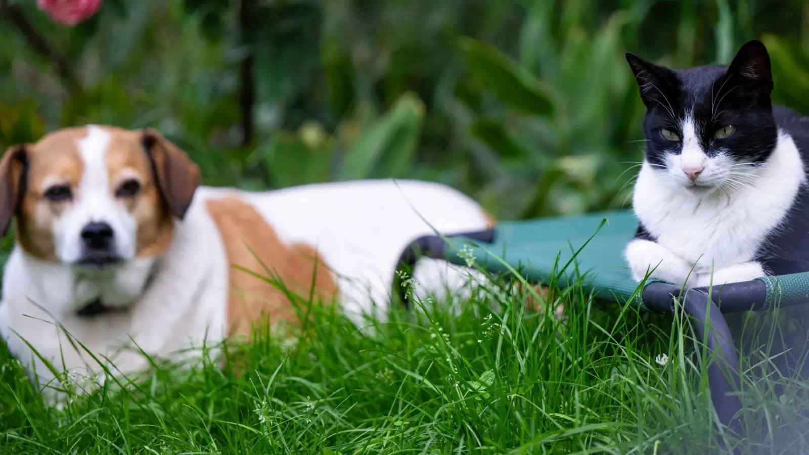 Unterschiedliche Charaktere erschweren das Zusammenleben von Hund und Katze: Nicht jede Konstellation ist geeignet. (Foto: Monika Skolimowska/dpa)