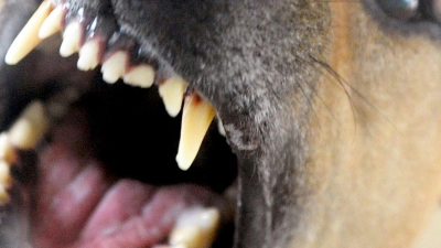 Ein Paketbote ist in Feuchtwangen von einem Hund gebissen worden. (Symbolbild: Soeren Stache/dpa)