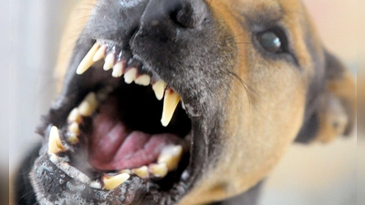 Ein Paketbote ist in Feuchtwangen von einem Hund gebissen worden. (Symbolbild: Soeren Stache/dpa)