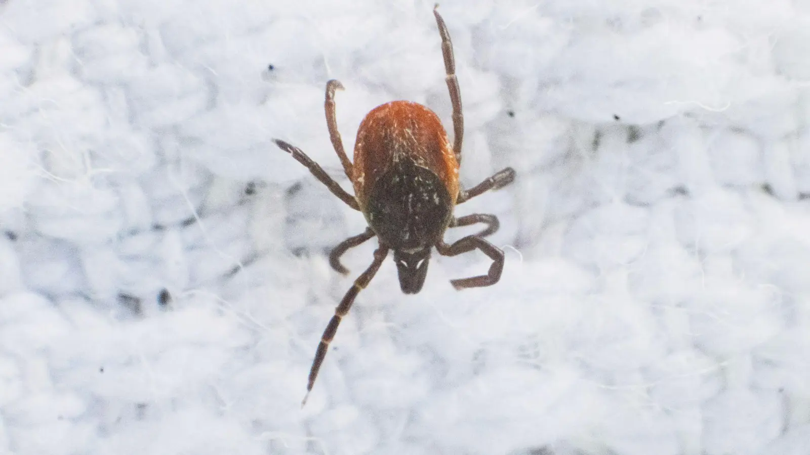 Durch die milden Winter und wärmeren Sommer breiten sich die Zecken immer weiter aus. (Foto: Julian Stratenschulte/dpa)