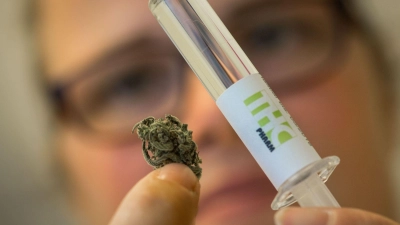 Dronabinol (rechts) wird aus der Hanfpflanze gewonnen. Es enthält den Wirkstoff THC. (Archivbild) (Foto: picture alliance / dpa)