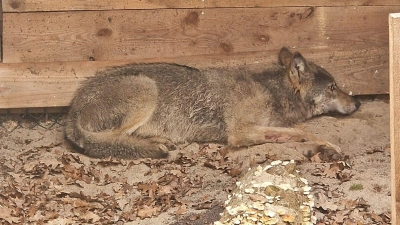 Die Wildtierauffangstation bei Sachsenhagen hat den Wolf aus Hamburg aufgenommen. (Handout) (Foto: Umweltbehörde Hamburg/dpa)