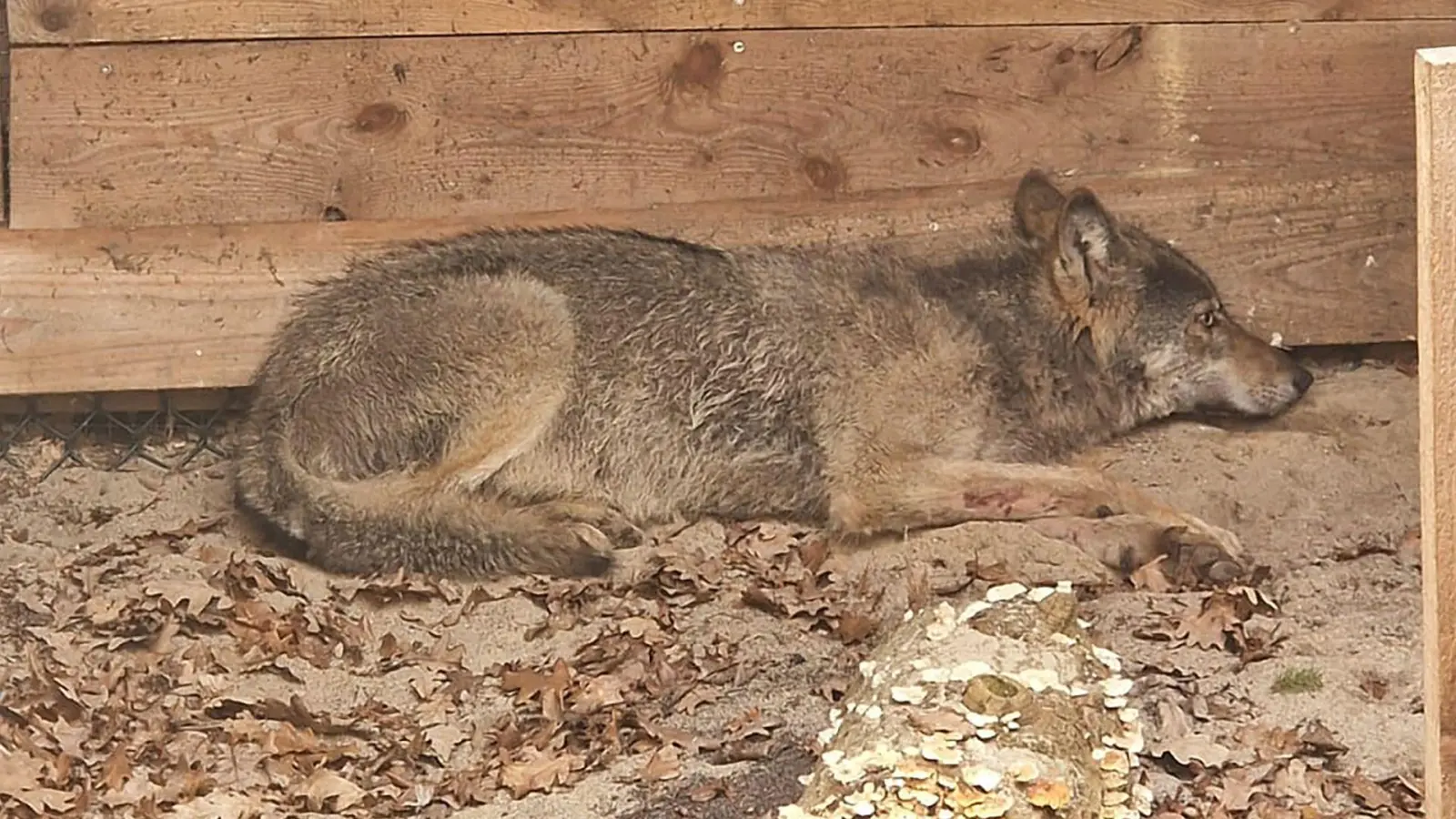 Die Wildtierauffangstation bei Sachsenhagen hat den Wolf aus Hamburg aufgenommen. (Handout) (Foto: Umweltbehörde Hamburg/dpa)