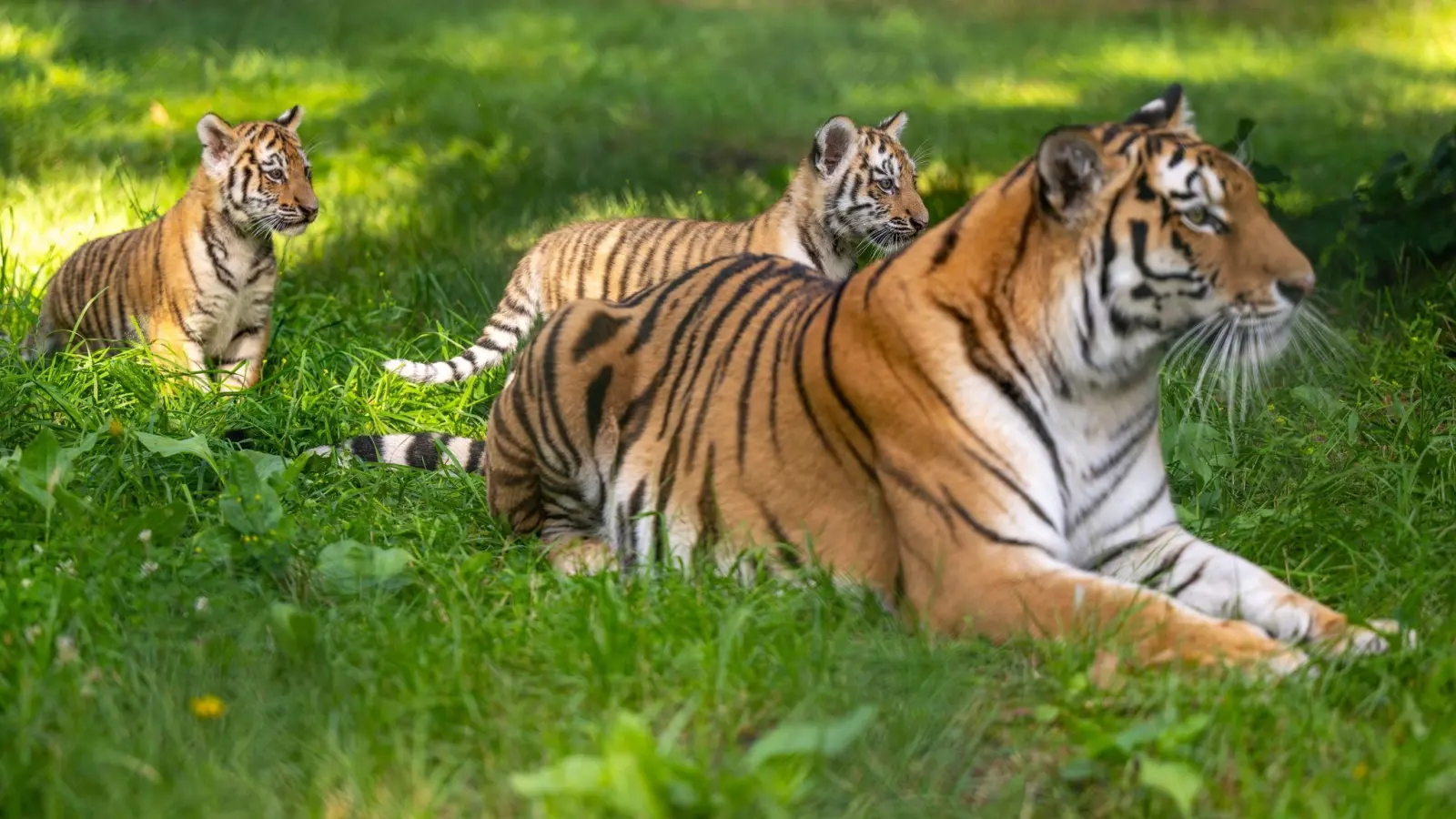 Die Sibirische Tigerdame Anastasia (6) spielt mit ihren beiden knapp drei Monate alten Jungtieren im Serengeti-Park. (Foto: Philipp Schulze/dpa)