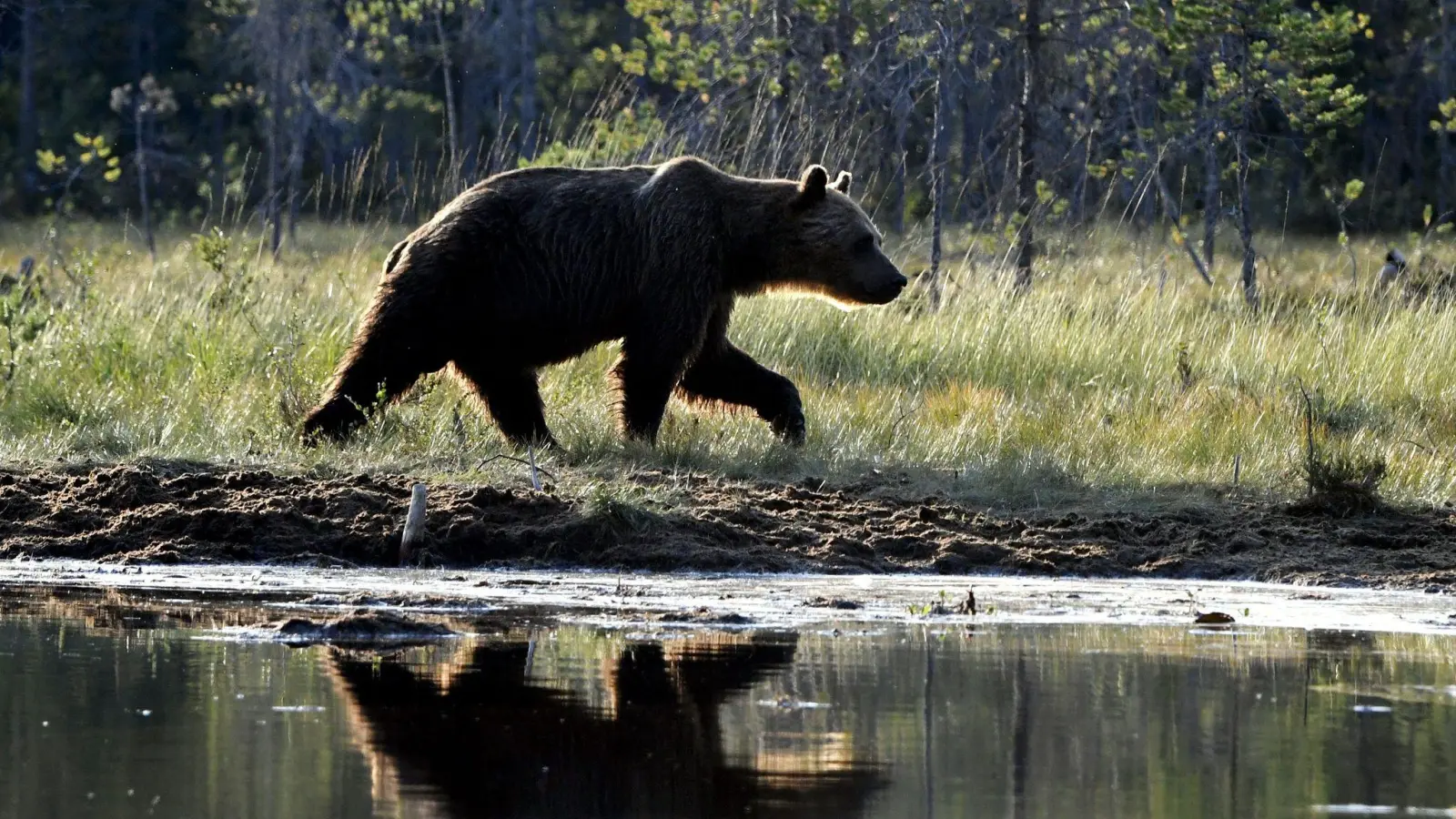 Fast 500 Braunbären wie dieses Exemplar im benachbarten Finnland dürfen in der Jagdsaison in Schweden getötet werden. (Foto: Jussi Nukari/Lehtikuva/dpa)