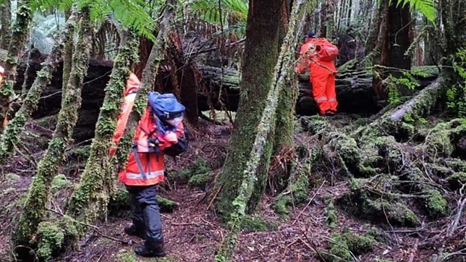 Einsatzkräfte suchten 2023 die dichten Wälder Tasmaniens nach der 31-Jährigen ab. (Archivbild) (Foto: Supplied/TASMANIA POLICE/AAP/dpa)