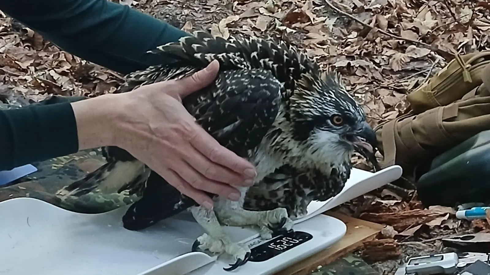 Gewogen, vermessen, beringt. Nach dem Ausflug auf den Waldboden zur Aufnahme der Daten geht‘s für den jungen Fischadler wieder zurück in den Horst in luftige Höhen. (Foto: Michel Reingruber)