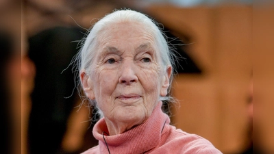 Primatenforscherin und Anthropologin Jane Goodall feiert ihren 90. Geburtstag. (Foto: Markus Schreiber/AP/dpa)