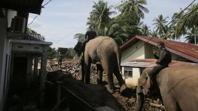 In den betroffenen Gebieten im Norden Sumatras gibt es stellenweise nur für Elefanten ein Durchkommen.  (Foto: Ahyar Tarmizi/AP/dpa)