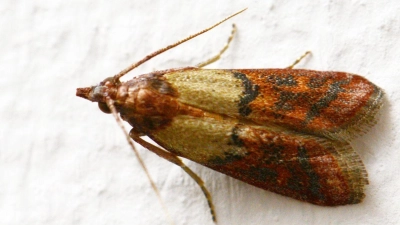 Dörrobstmotten, auch als Hausmotte bekannt, können bei Menschen allergische Reaktionen auslösen. (Foto: Andrea Warnecke/dpa-tmn)