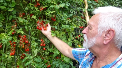 Einfach wachsen lassen: Robert Meier macht streng genommen nichts, wie es ihm seine Großmutter in Sachen Tomatenaufzucht mitgegeben hat – der Erfolg gibt ihm recht. Hier hält er die Sorte „Romei Schöne Rispe“ in der Hand. (Foto: Florian Pöhlmann)