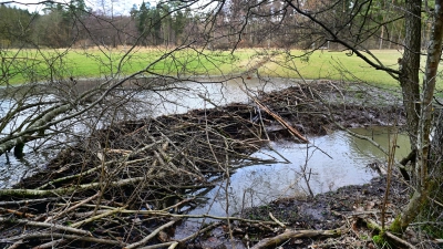 Mittlerweile haben die Tiere mehrere Dämme im Dombachtal gebaut. Sie halten Wasser zurück, neue Biotope entstehen, Hochwasser wird gestaut. (Foto: Jim Albright)