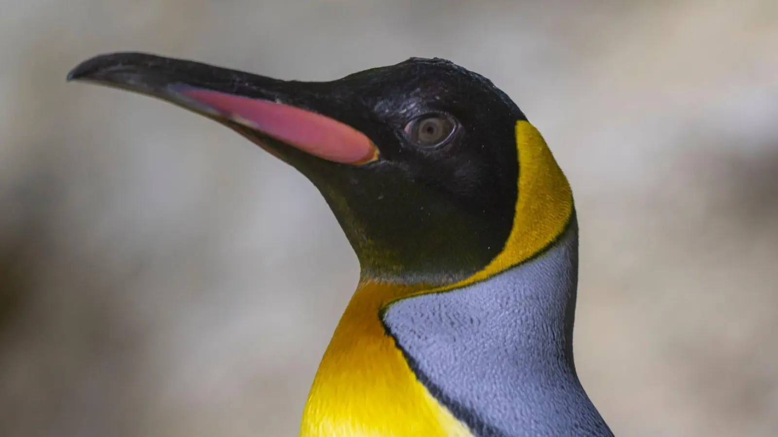 Zwei Jahre lang wurde die Polaranlage im Münchner Tierpark Hellabrunn saniert. Nun sind 22 Pinguine wieder zurückgekehrt. (Foto: Peter Kneffel/dpa)