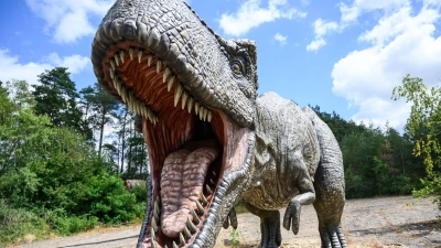 Ein Modell eines Tyrannosaurus-rex-Raubsauriers steht im Dinopark Münchehagen.  (zu dpa: «Auch ein Top-Räuber fängt klein an: T. rex war Spätzünder») (Foto: Christophe Gateau)