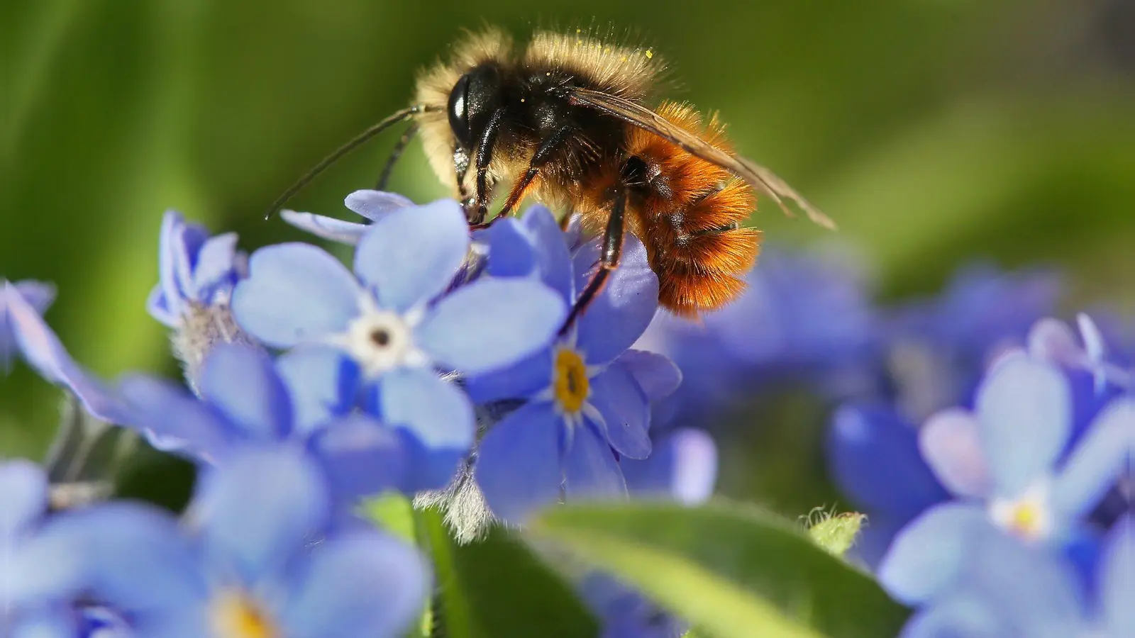Auf einem schattigen Balkon kann Vergissmeinnicht Wildbienen als Nahrungsquelle dienen. (Foto: Stephanie Pilick/dpa/dpa-tmn)