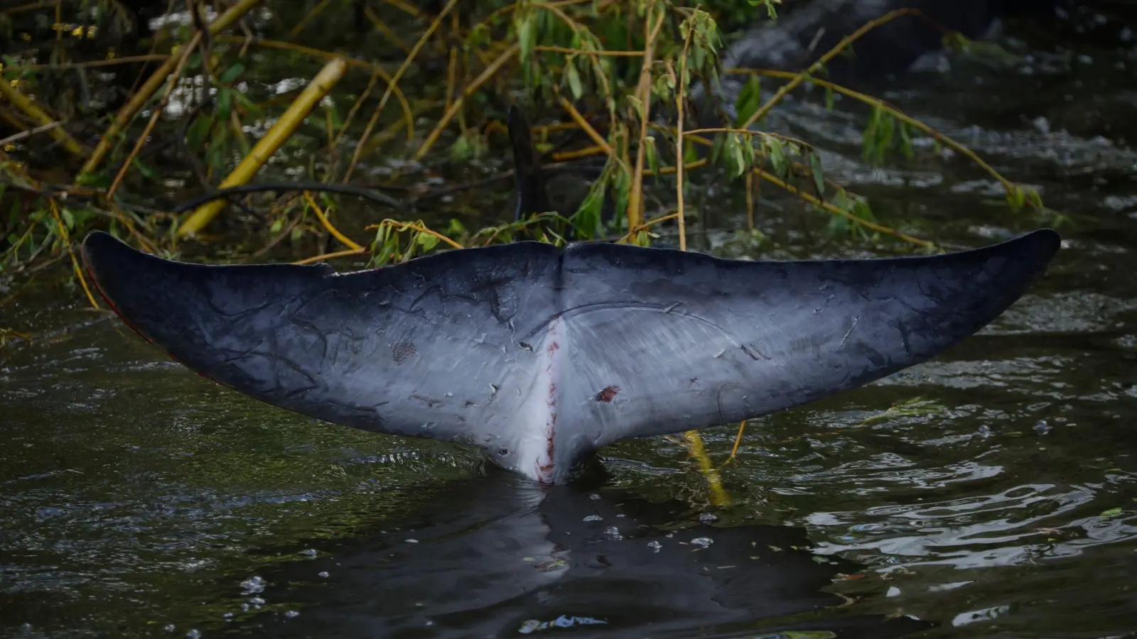 So sieht die Schwanzflosse eines Zwergwals aus. (Symbolbild) (Foto: Matt Dunham/AP/dpa)