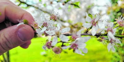 Vorfreude pur: In den nächsten Wochen und Monaten sind wieder viele schöne Projekte im Grünen möglich. (Foto: Christian Treffer)