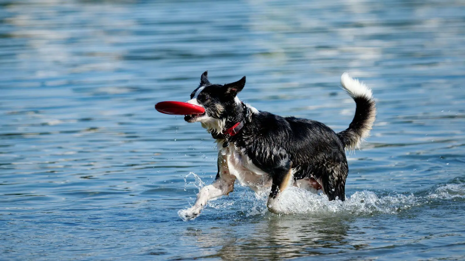 Bei der sogenannten Wasserrute handelt es sich um eine schmerzhafte Muskelerkrankung am Rutenansatz. (Foto: Uwe Anspach/dpa/dpa-tmn)