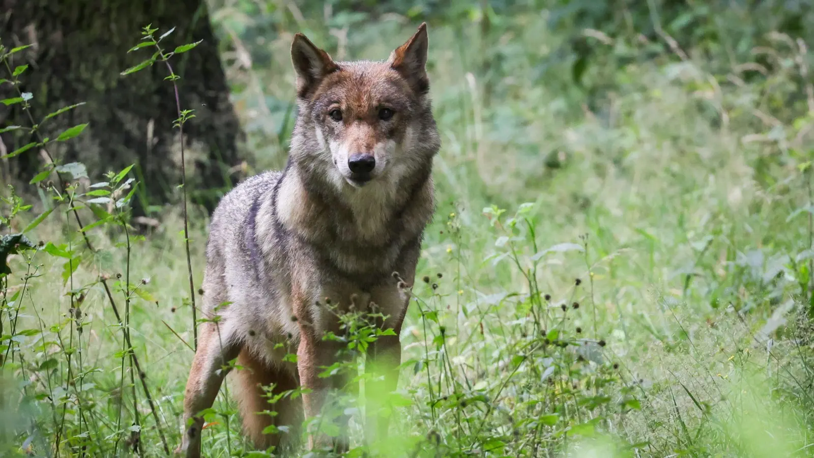 In der Hohen Rhön wurde eine Wölfin abgeschossen - es war allerdings nicht das gesuchte Tier. (Symbolbild) (Foto: Christian Charisius/dpa)