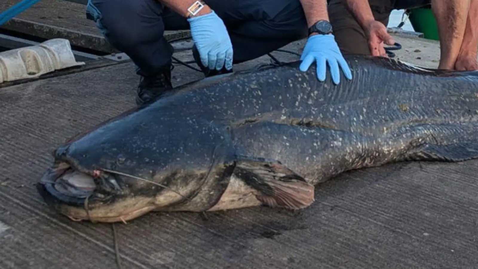 Die Polizei hat ein Foto des erlegten Riesenwels veröffentlicht. (Foto: -/Polizei Mittelfranken/dpa)