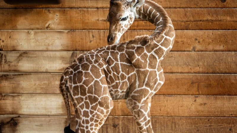 Netzgiraffen gelten als eine besonders bedrohte Tierart. (Foto: Andreas Arnold/dpa)