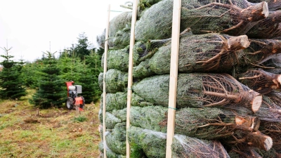 Natürliche Weihnachtsbäume gehören für viele Menschen immer noch fest zum Weihnachtsfest dazu. (Foto: Frank Molter/dpa)