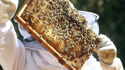 Ein Senior hat in einem Ansbacher Ortsteil beim Schwefeln von Bienenwaben seine Garage in Brand gesteckt. (Symbolbild: Wolfgang Kumm/dpa/dpa-tmn)