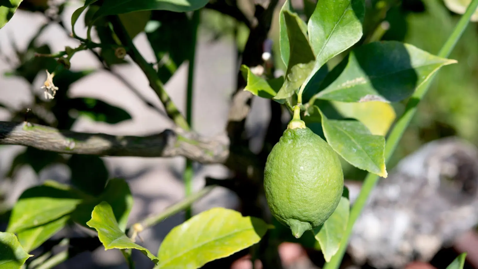 Obwohl die Zitrone eigentlich reif ist, zeigt sie sich noch grün. Fürs Gelbwerden braucht es allerdings Temperaturen unter der 12,5 Grad-Marke. (Foto: Zacharie Scheurer/dpa-tmn)