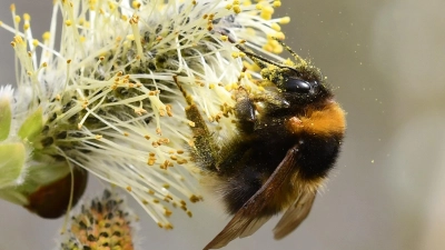 Eine Gartenhummel an einer Weidenblüte. (Foto: Jann Wübbenhorst)