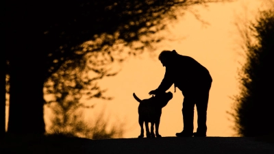 Der Hund eines 75-Jährigen ist bei Elpersdorf bei Ansbach von zwei Artgenossen verletzt worden. (Symbolbild: Julian Stratenschulte/dpa)