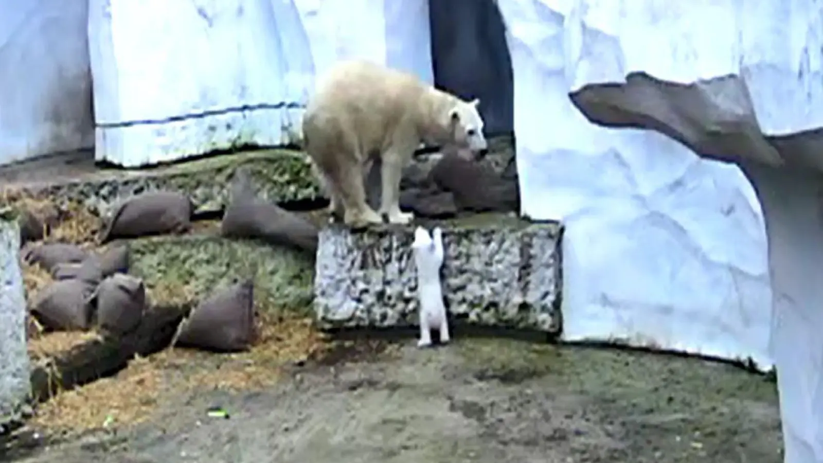 Das Eisbärbaby macht die ersten Erkundungen in der Außenanlage.  (Foto: Timo Deible/Zoo Karlsruhe/dpa)