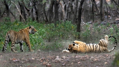 Tiger im Ranthambore-Nationalpark: In Indien wurde die Tigerjagd in den 1970er Jahren verboten. (Foto: Satyajeet Singh Rathore/AP/dpa)