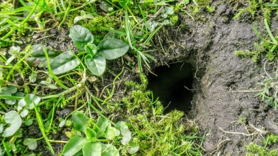 Stolperfalle auf dem Grünstreifen: Aber ist eine Gemeinde im Zuge der Verkehrssicherungspflicht immer gehalten, solche Stellen zu markieren oder sie zu entfernen? (Foto: Markus Scholz/dpa-tmn)