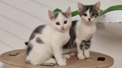 Katzen in der Hauptpflegestelle des Tierschutzvereins Feuchtwangen: Weil diese an ihrer Kapazitätsgrenze angelangt ist, können aktuell keine weiteren Tiere aufgenommen werden. (Foto: Tierschutzverein/Kathrin Bauer)