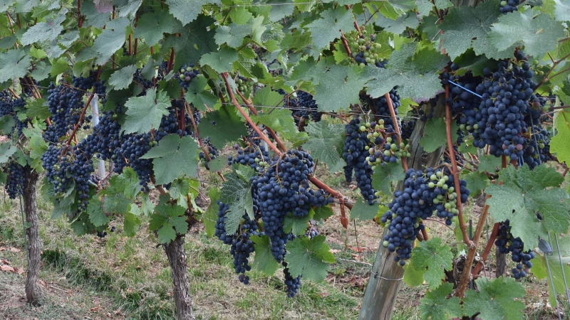 Der Ipsheimer Weinbauverein wünscht sich ein Konzept für die Bewässerung in den Weinbergen. (Archivbild: Ute Niephaus)
