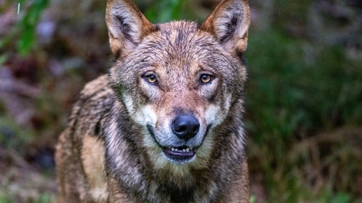 In der Regierungskoalition in Bayern gibt es Streit um den Umgang mit dem Wolf. (Archivbild) (Foto: Armin Weigel/dpa)