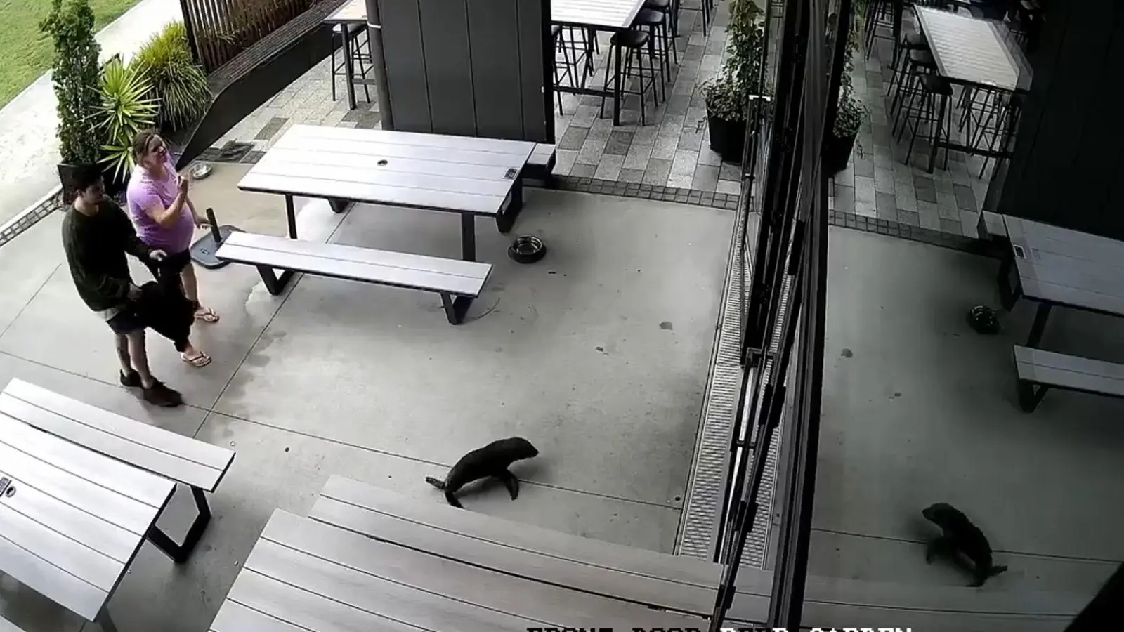 Das niedliche Robbenbaby watschelte plötzlich durch die Vordertür ins Pub. (Foto: Uncredited/Sprig + Fern The Meadows/AP/dpa)